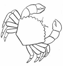 Free printable lobster colouring pages