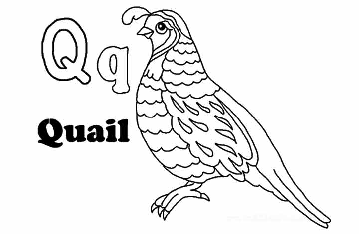 Q-For-Quail