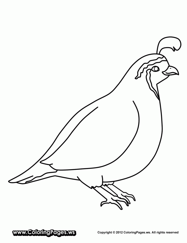 animals-Quail-printable-coloring-pages-for-kids