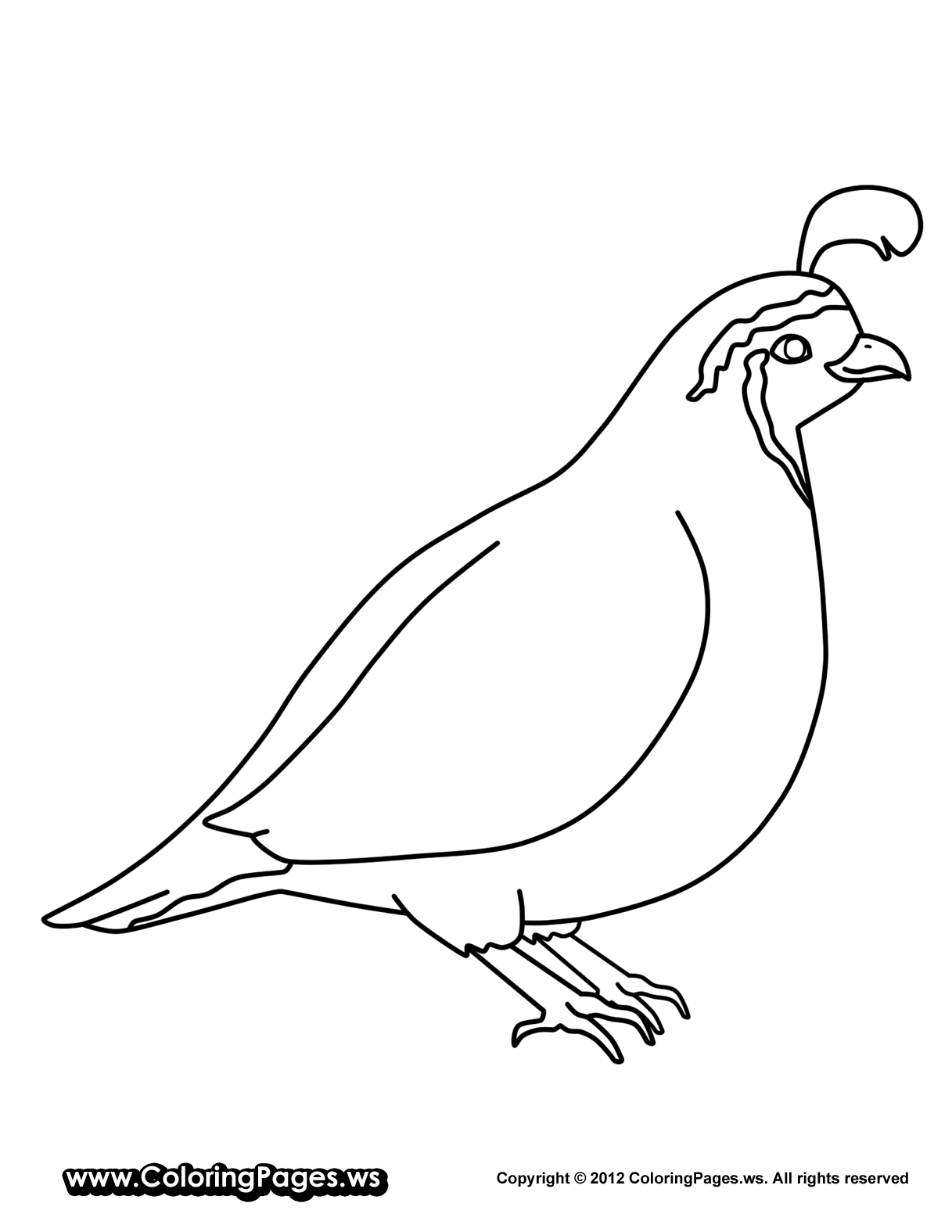 Download Quail Coloring Pages for Preschool - Preschool and ...