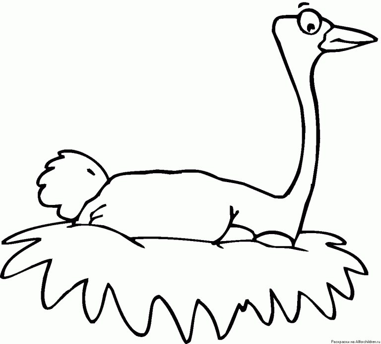 Ostrich Coloring Pages for Kids - Preschool and Kindergarten
