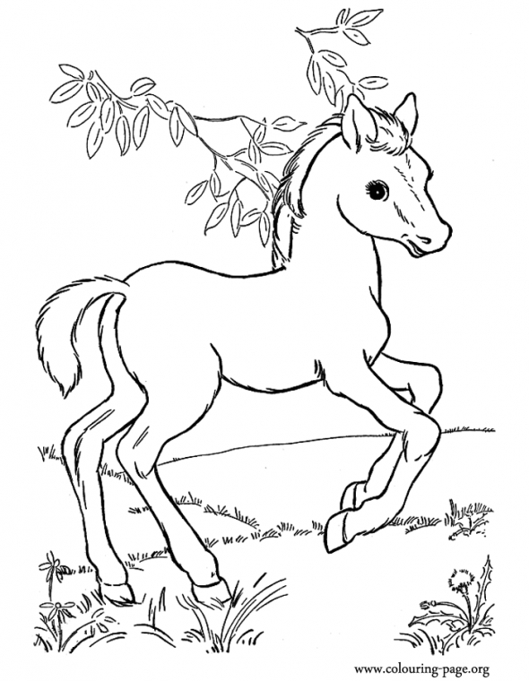 animals-printable-coloring-pages-for-preschool