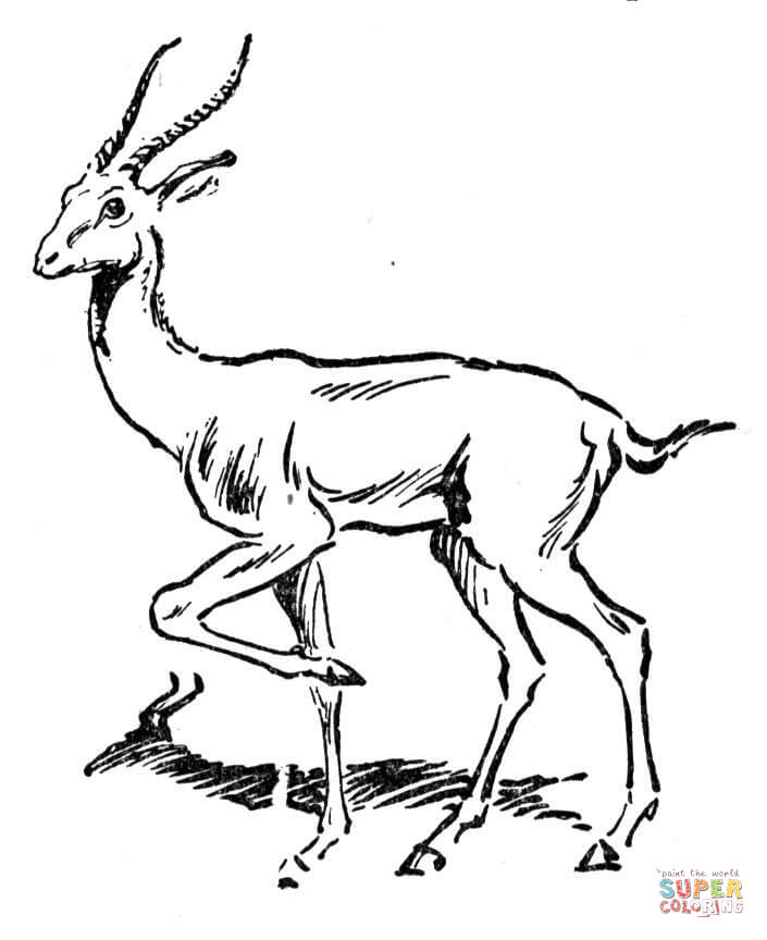 antelopes-coloring-page
