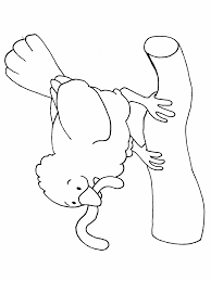 bird coloring pages 5