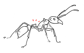 color the carpenter ant