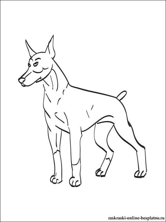 free-animals- Doberman -printable-coloring-pages-for-preschool