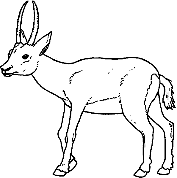 free-animals-Gazelle-printable-coloring-pages-for-preschool