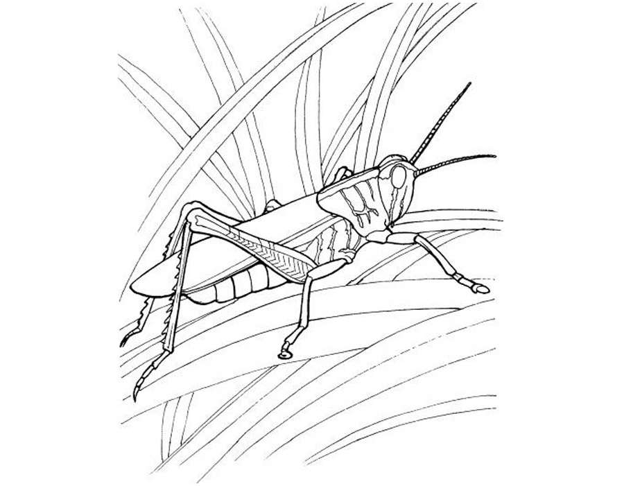 free-animals- Grasshopper-printable-coloring-pages-for-preschool