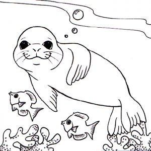 free-animals- Monk seal-printable-coloring-pages-for-preschool