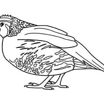 free-animals-Quail-coloring-pages-for-preschool