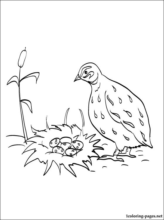 free-animals-Quail-printable-coloring-pages-for-kids