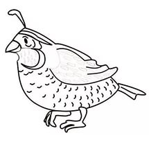 free-animals-Quail-printable-coloring-pages-for-preschool