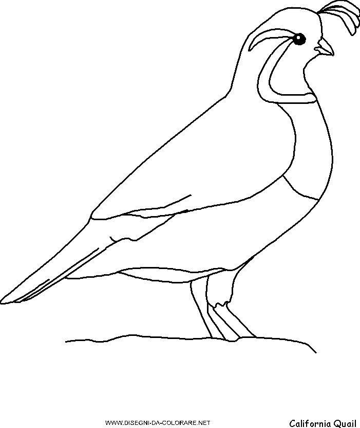 free-animals- Quail -printable-coloring-pages-for-preschool
