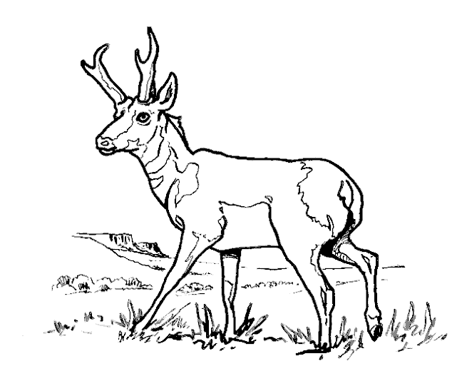 free-animals-antelope-coloring-pages-for-preschool