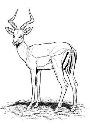 free-animals-antelope -printable-coloring-pages-for-preschool