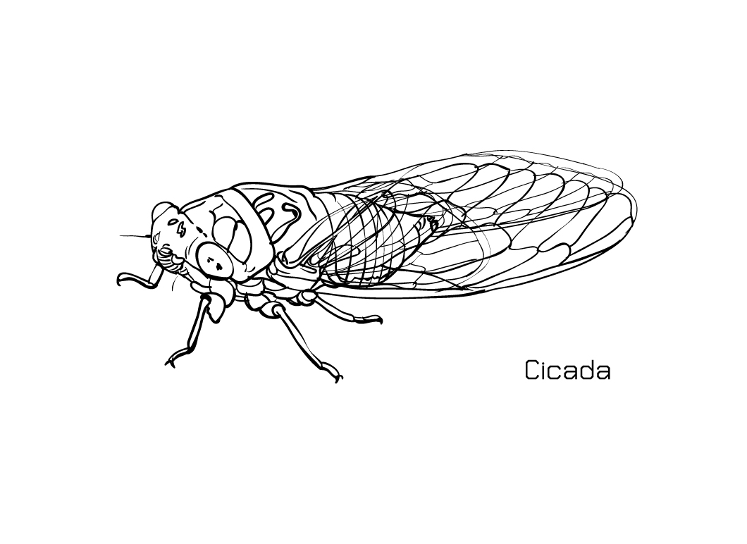 free-animals-cicada-printable-colouring-pages-for-preschool