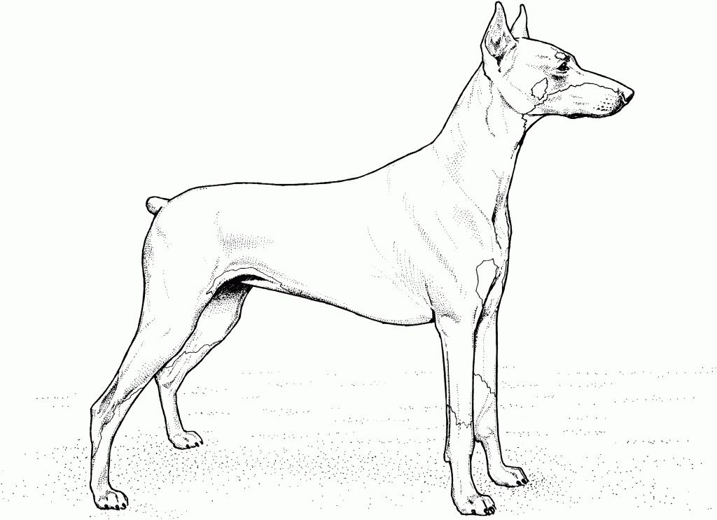 free-animals-doberman -printable-coloring-pages-for-preschool