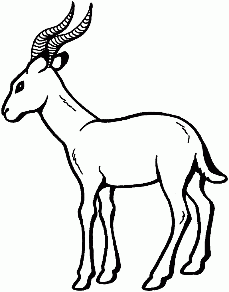 free-animals-gazelleprintable-coloring-pages-for-preschool