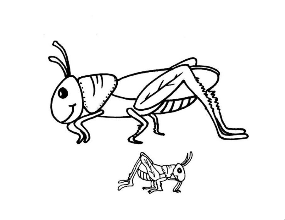 free-animals-grasshopper-printable-coloring-pages-for-preschool
