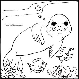 free-animals-monk seal-coloring-pages-for-preschool