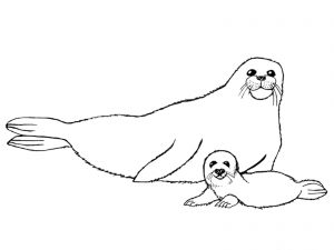free-animals-monk seal-printable-coloring-pages-for-kids