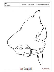 free-animals-monk seal-printable coloring-pages-for-preschool