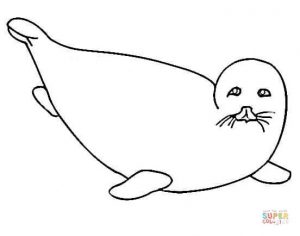 free-animals-monk seal-printable-colouring-for-preschool