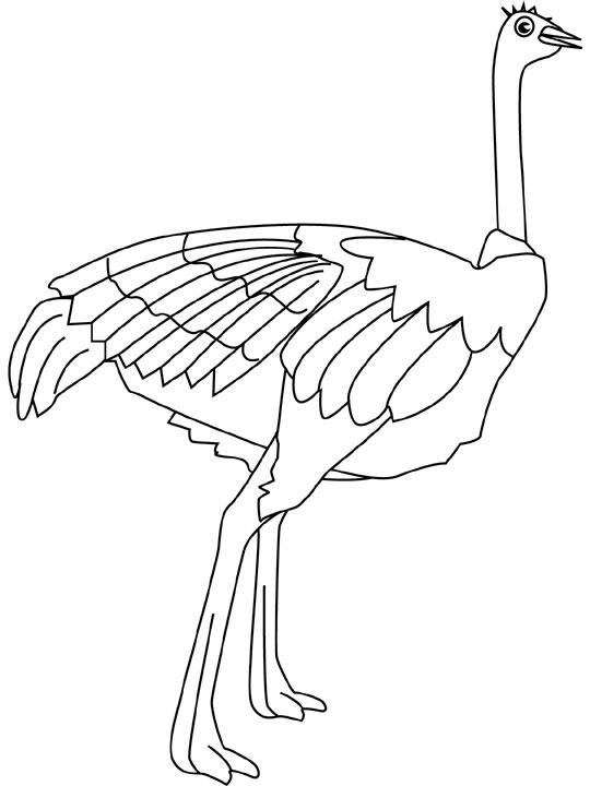 free-animals-ostrich-coloring-pages-for-preschool