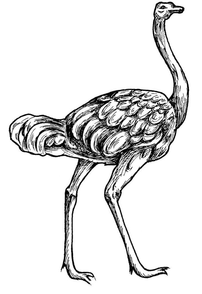 free-animals-ostrich-printable-coloring-pages-for-adults