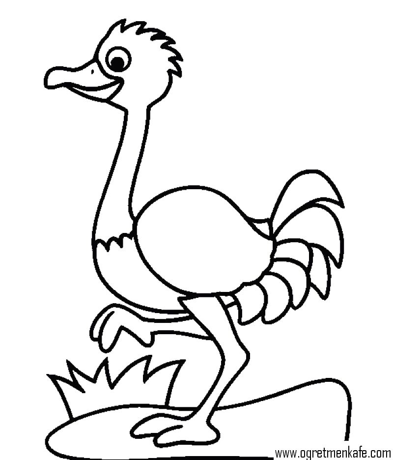 free-animals-ostrich printable-coloring-pages-for-preschool