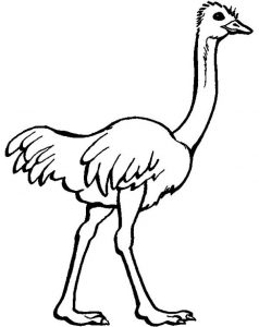 Ostrich Coloring Pages for Kids - Preschool and Kindergarten