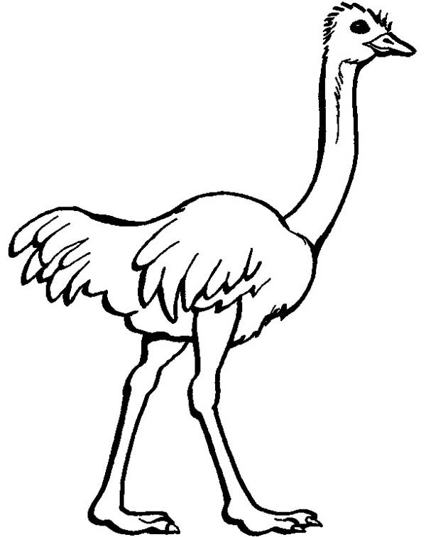 free-animals-ostrich-printable coloring-pages-for-preschool