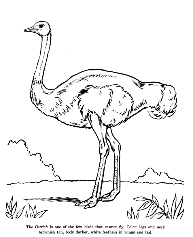 free-animals ostrich-printable-coloring-pages-for-preschool