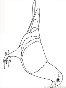 free-animals-pigeon-coloring-pages-for-preschool