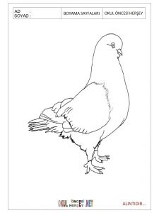 free-animals-pigeon-printable-coloring-pages-for-preschool