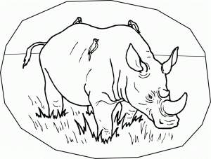 free-animals-rhino-printable-coloring pages-for-preschool