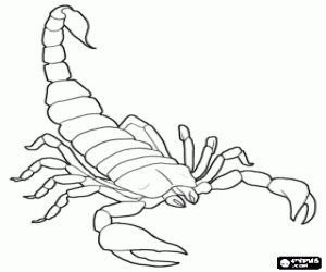 free-animals-scorpion -printable-coloring-pages-for-preschool