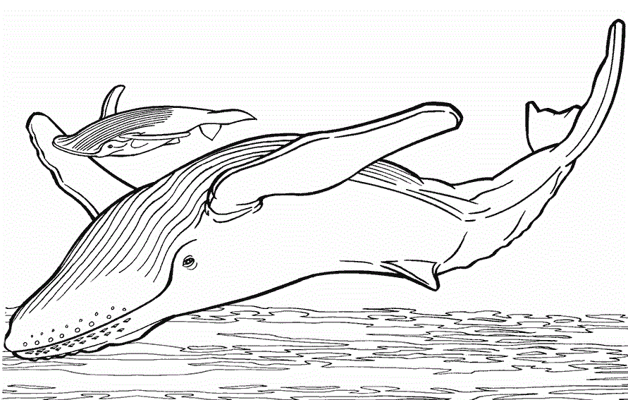 free-animals-whale-coloring-pages-for-preschool