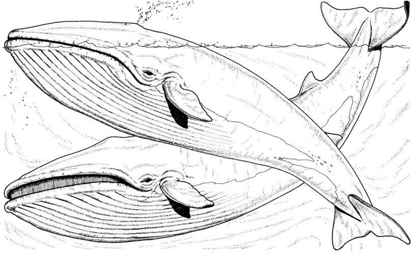 free-animals- whale -printable-coloring-pages-for-adults
