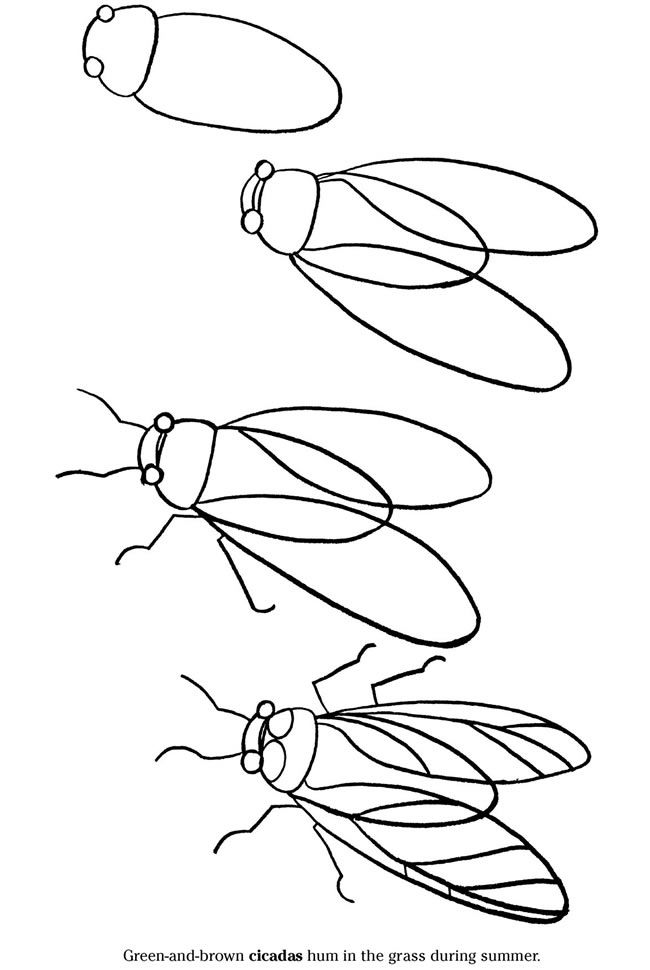 free-cicada-printable-coloring-pages-for-preschool