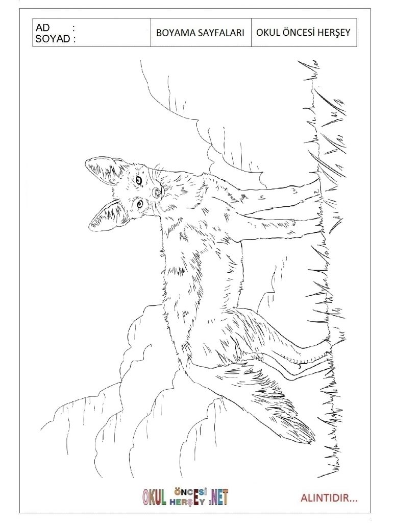 free-coyote-printable-coloring-pages-for-preschool