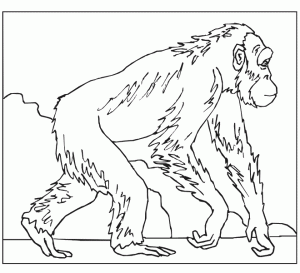 free-gorilla-printable-coloring-pages-preschoolers