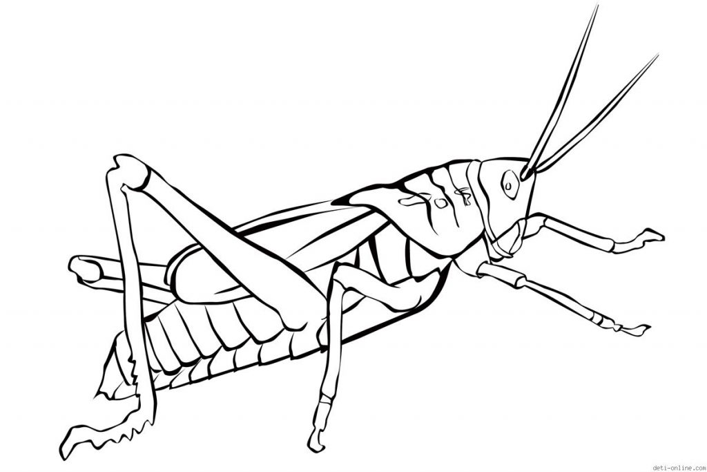 free-grasshopper-printable-coloring-pages-for