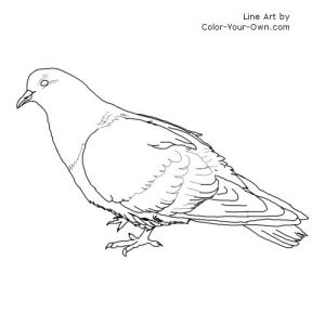free-pigeon-printable-colouring-pages-for-preschool