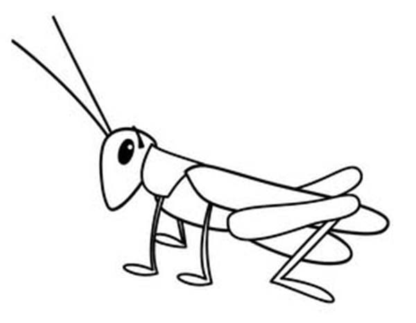 grasshopper-drawing-tiny-coloring-page