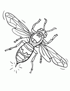 Hornet colouring pages for kids
