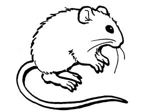 mouse-coloring-pages