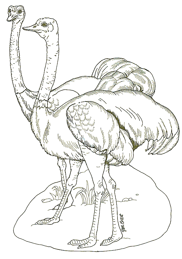 ostrich-printable-coloring-pages-for-preschool