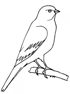 perched-canary-coloring-page