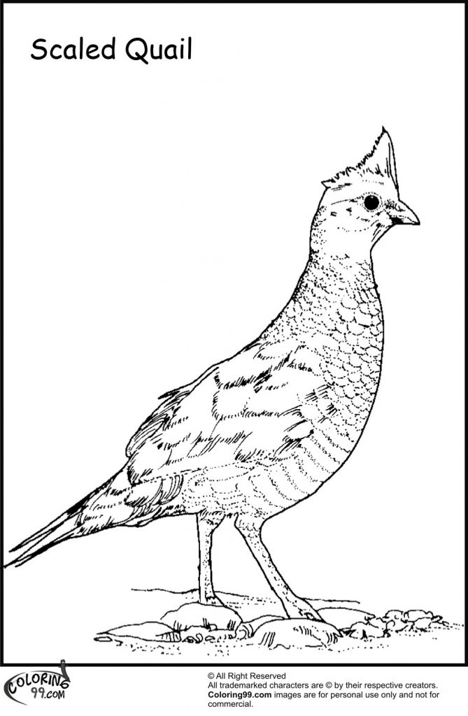 scaled-quail-coloring-pages